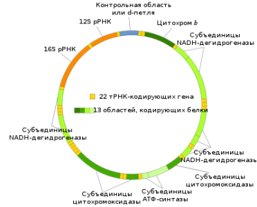 400px-Mitochondrial_DNA_ru_svg.thumb.png.7b78aba730686291750c64233947bffd.png