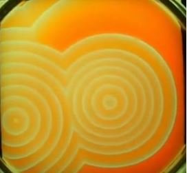 88511513_7Capture.JPG.a3d4d1cb180a9cf2520d1198d4c2cbd7.JPG