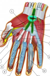 800px-Wrist_and_hand_deeper_palmar_dissection-numbers.thumb.jpg.22f23f2f81ae6c972e76e5106c608237.jpg